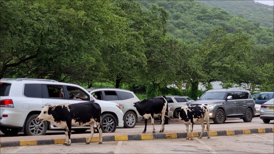 "ظفار" بالخريف.. جنة عُمانية تتناغم مع شواهد تاريخية