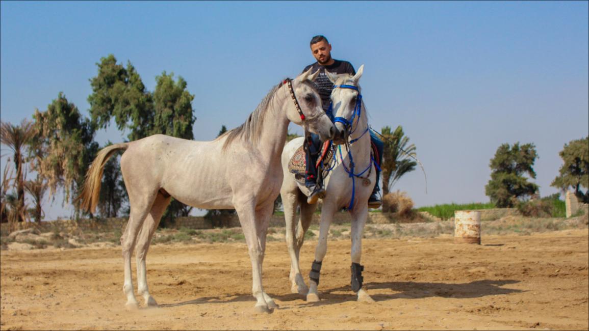 الخيول والفروسية.. صناعة في "دمو" المصرية