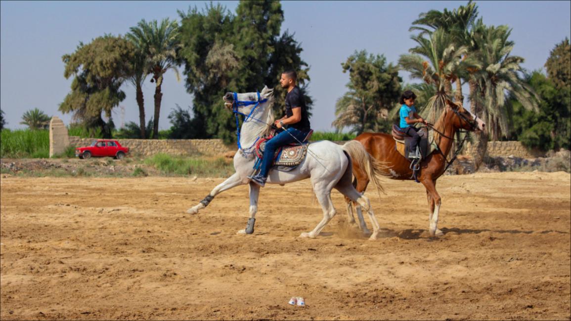 الخيول والفروسية.. صناعة في "دمو" المصرية