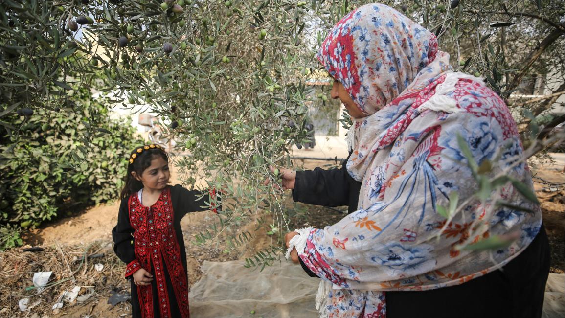 متطوعون يساندون مزارعي حدود غزة في جني الزيتون