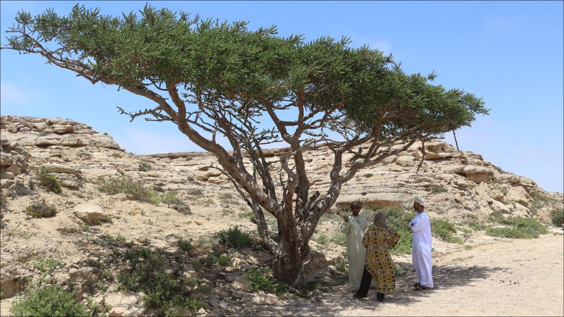 اللّبان.. نفط عُمان القديم واقتصاد المستقبل الواعد