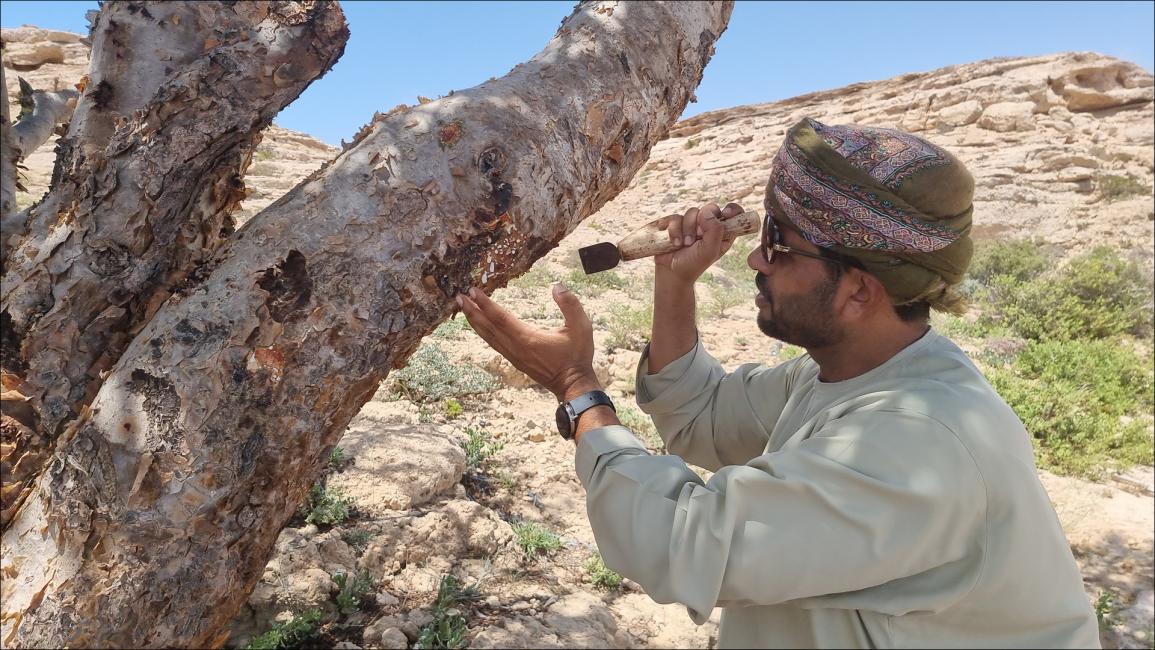 اللّبان.. نفط عُمان القديم واقتصاد المستقبل الواعد