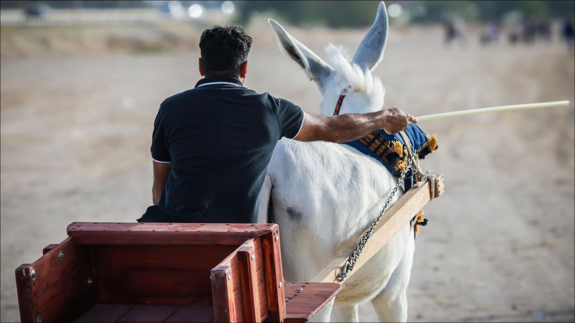 بعيداً عن هدير المحركات.. سباق للحمير والبغال في البحرين