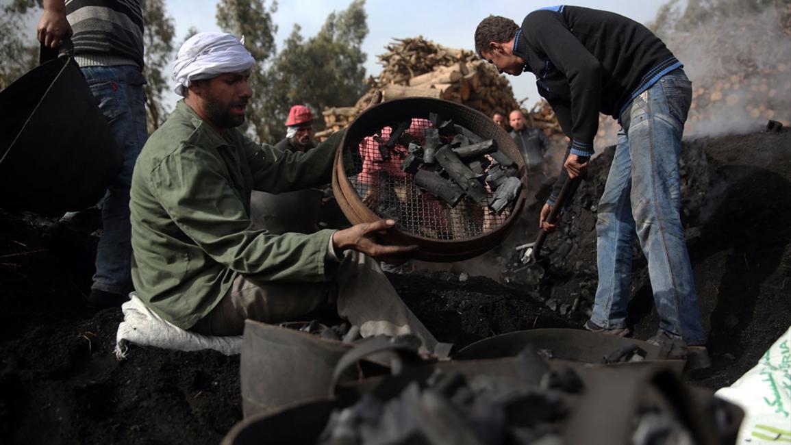 الفحم النباتي بمصر.. ولادة الطاقة السوداء من رحم الأشجار