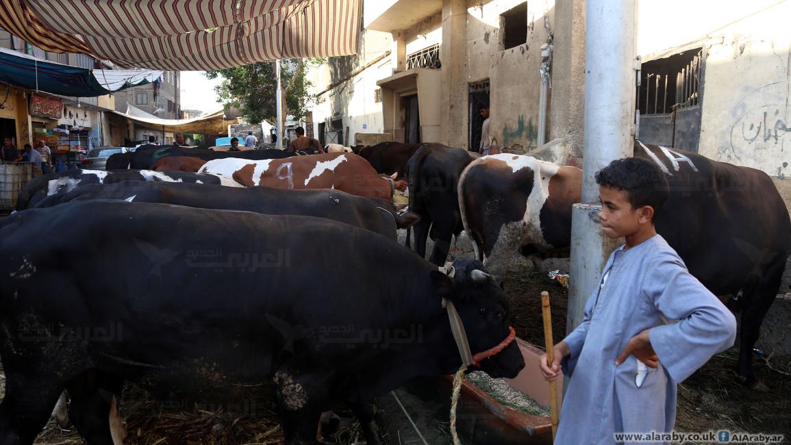 المذبح .. مصر: في موسم "الأضاحي".. تجار: الغلاء يحكم