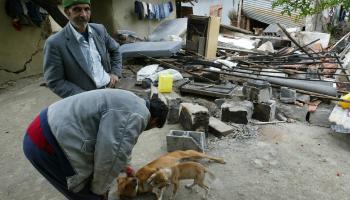 كلبان مشردان في الجزائر (كريستوف سيمون/ فرانس برس)