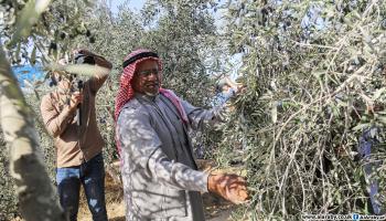 يُجمع الزيتون المتساقط بين الأشجار أولا ثم يقطف الزيتون الموجود على الأشجار  (عبد الحكيم أبو رياش)