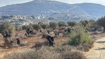 ما تركه المستوطنون من أشجار مقطوعة ومحصول مسروق في قرية قريوت (العربي الجديد)